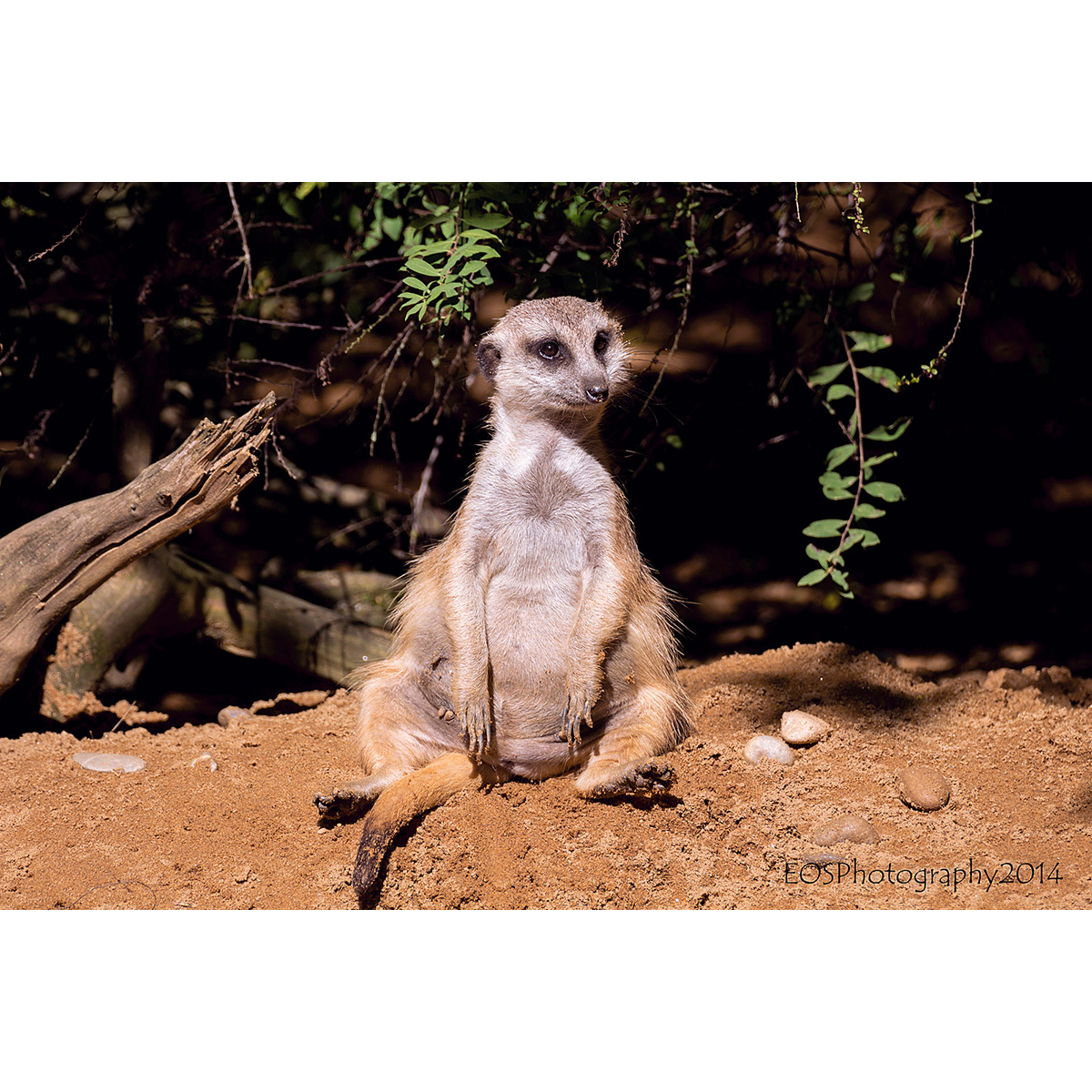 Сурикат (Suricata suricatta) Фото №5