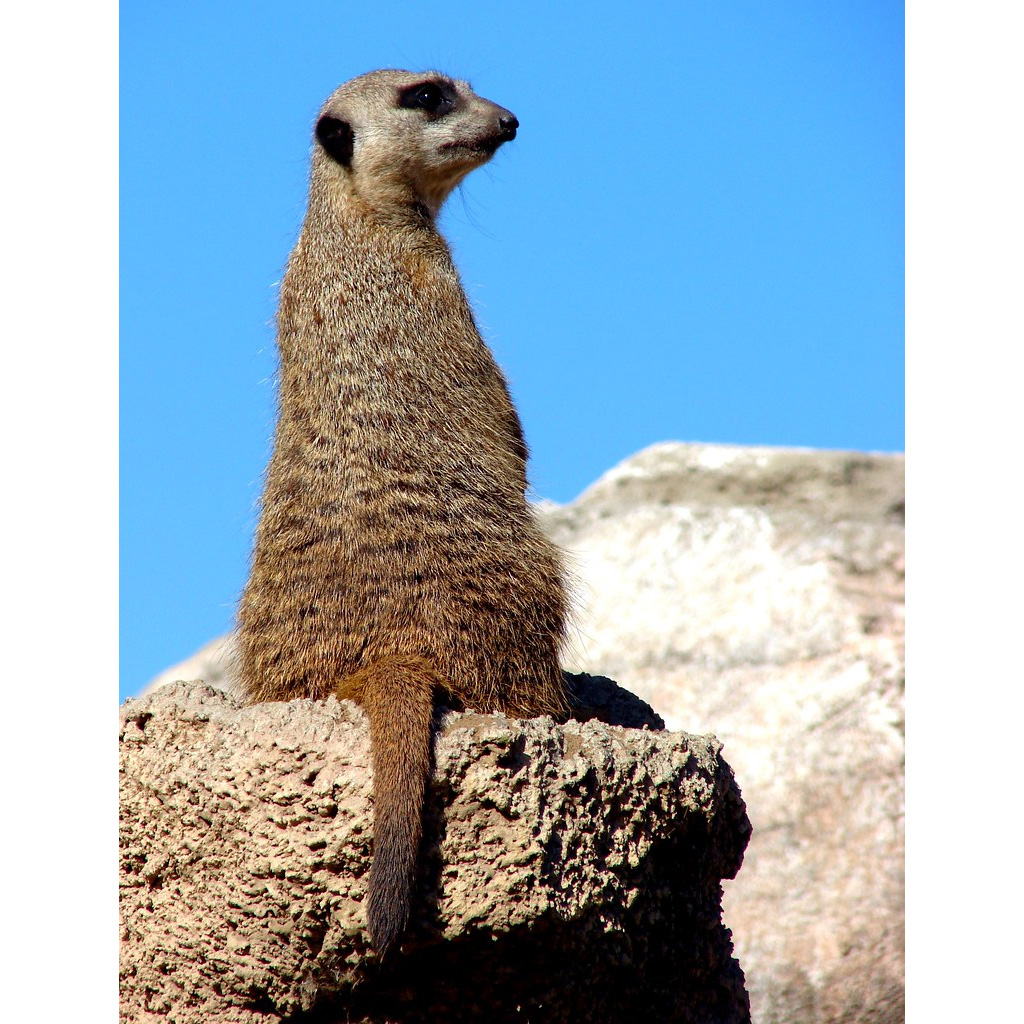 Сурикат (Suricata suricatta) Фото №6