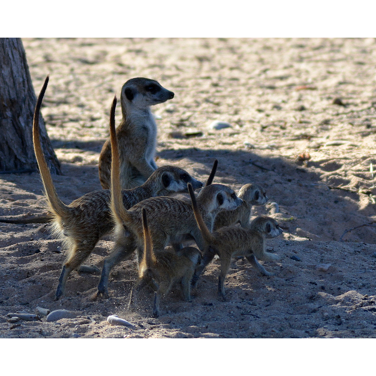 Сурикат (Suricata suricatta) Фото №7
