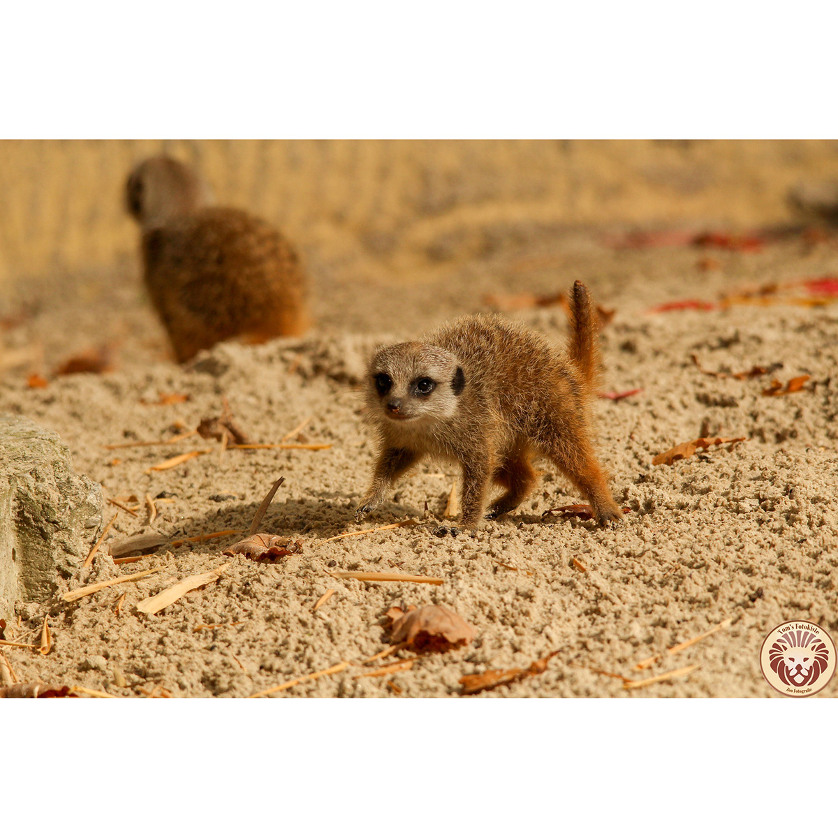 Сурикат (Suricata suricatta) Фото №9