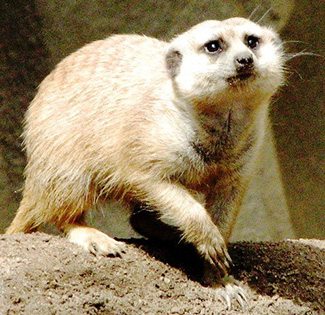 Suricata suricatta iona