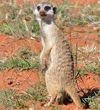 Suricata suricatta marjoriae
