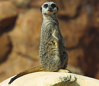 Suricata suricatta suricatta