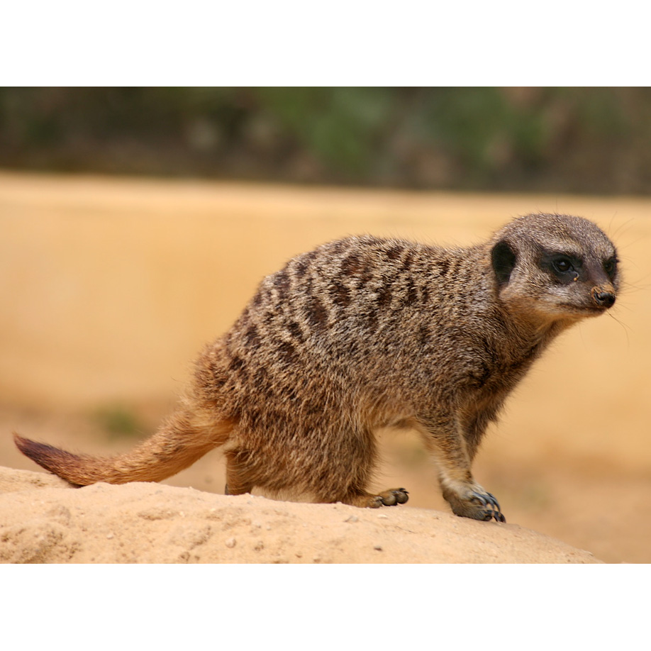 Сурикат (Suricata suricatta) Фото №1