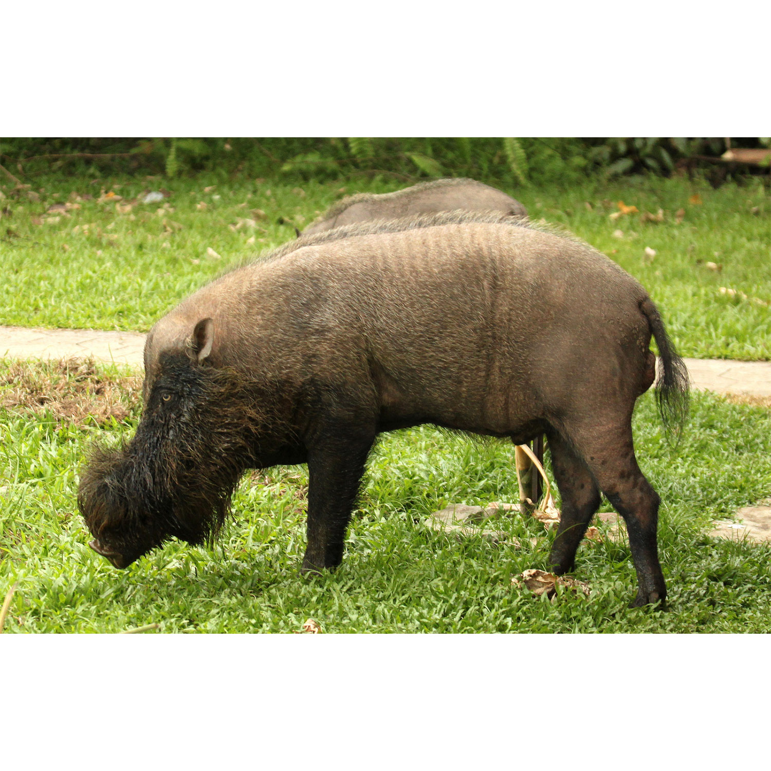 Sus barbatus Фото №2