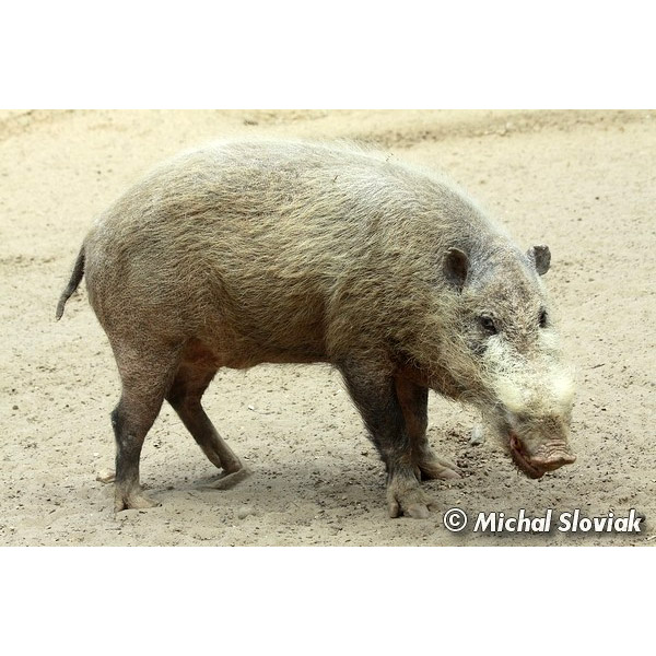 Sus barbatus Фото №3