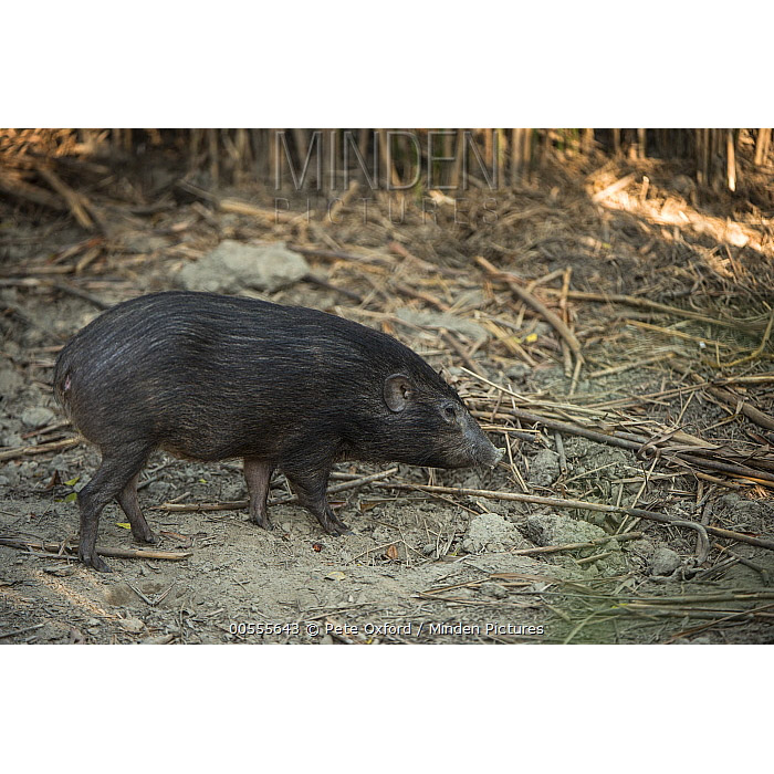 Sus salvanius Фото №3