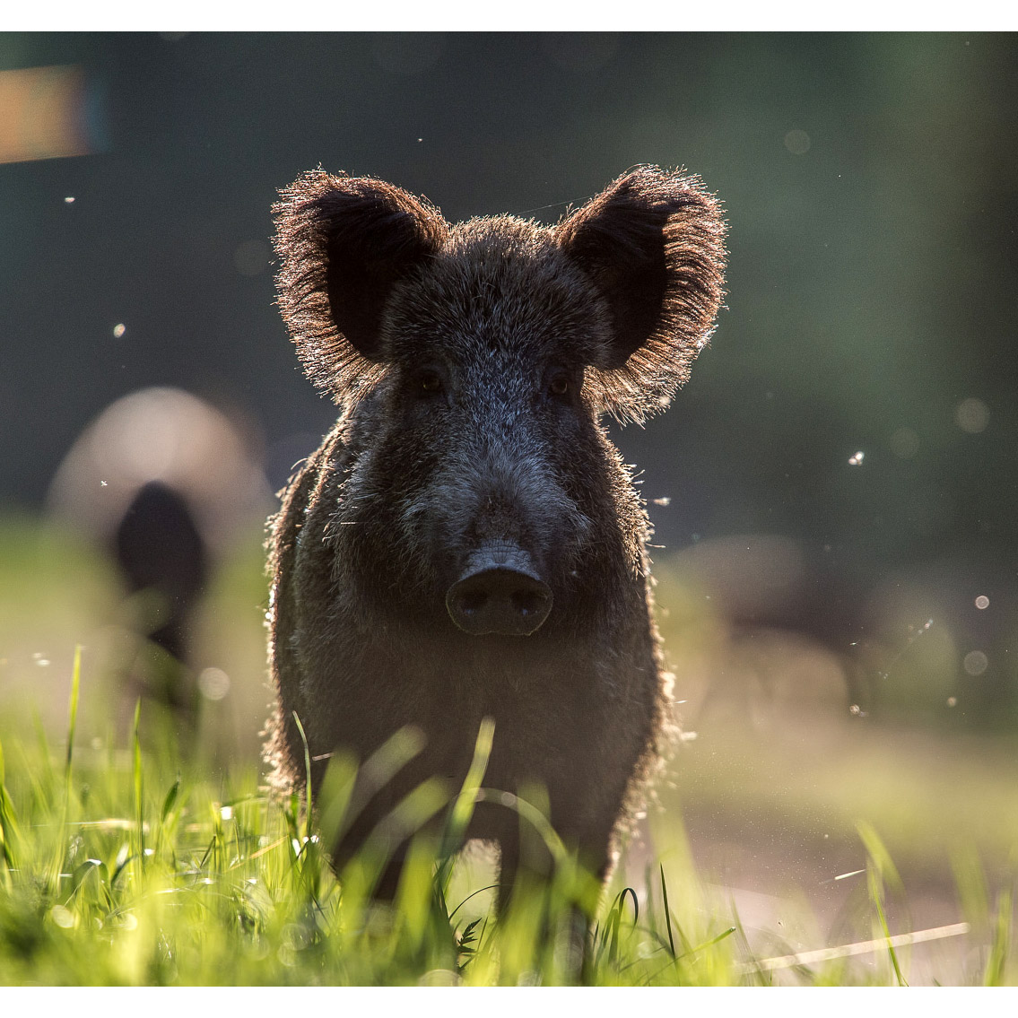 Sus scrofa Фото №10