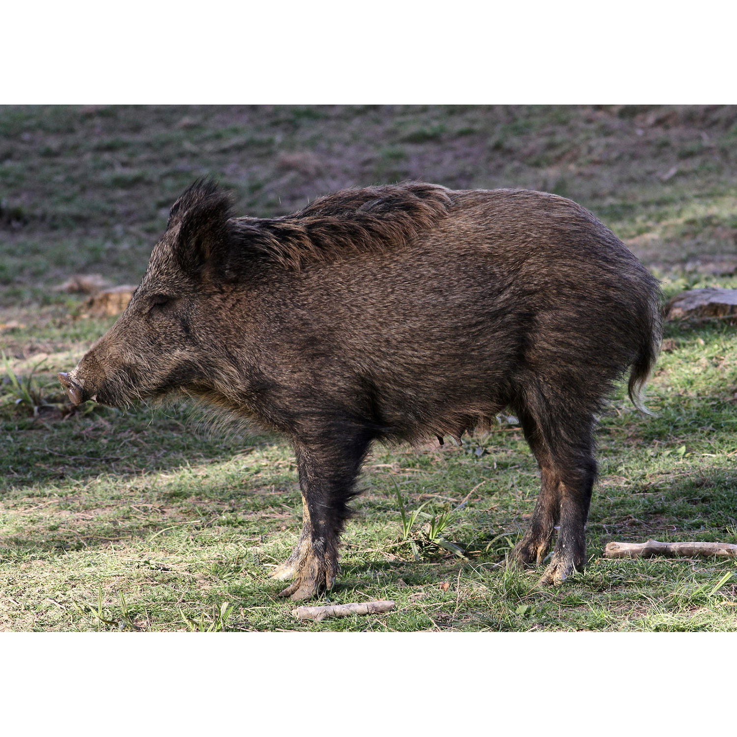 Sus scrofa Фото №2