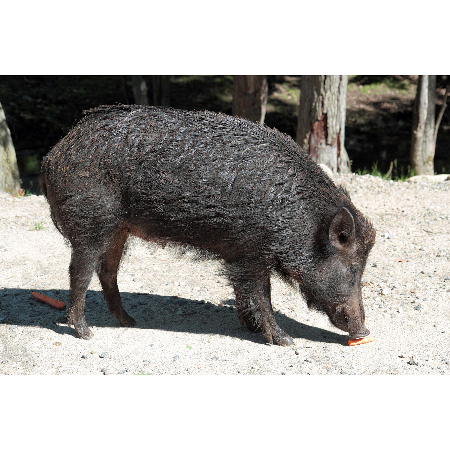 Sus scrofa Фото №3