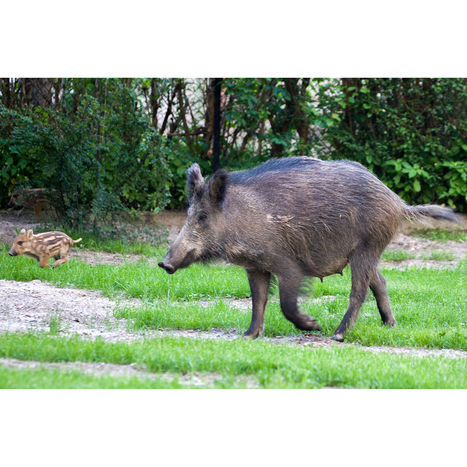 Sus scrofa Фото №4