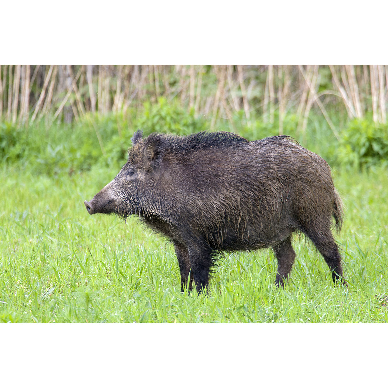 Sus scrofa Фото №5