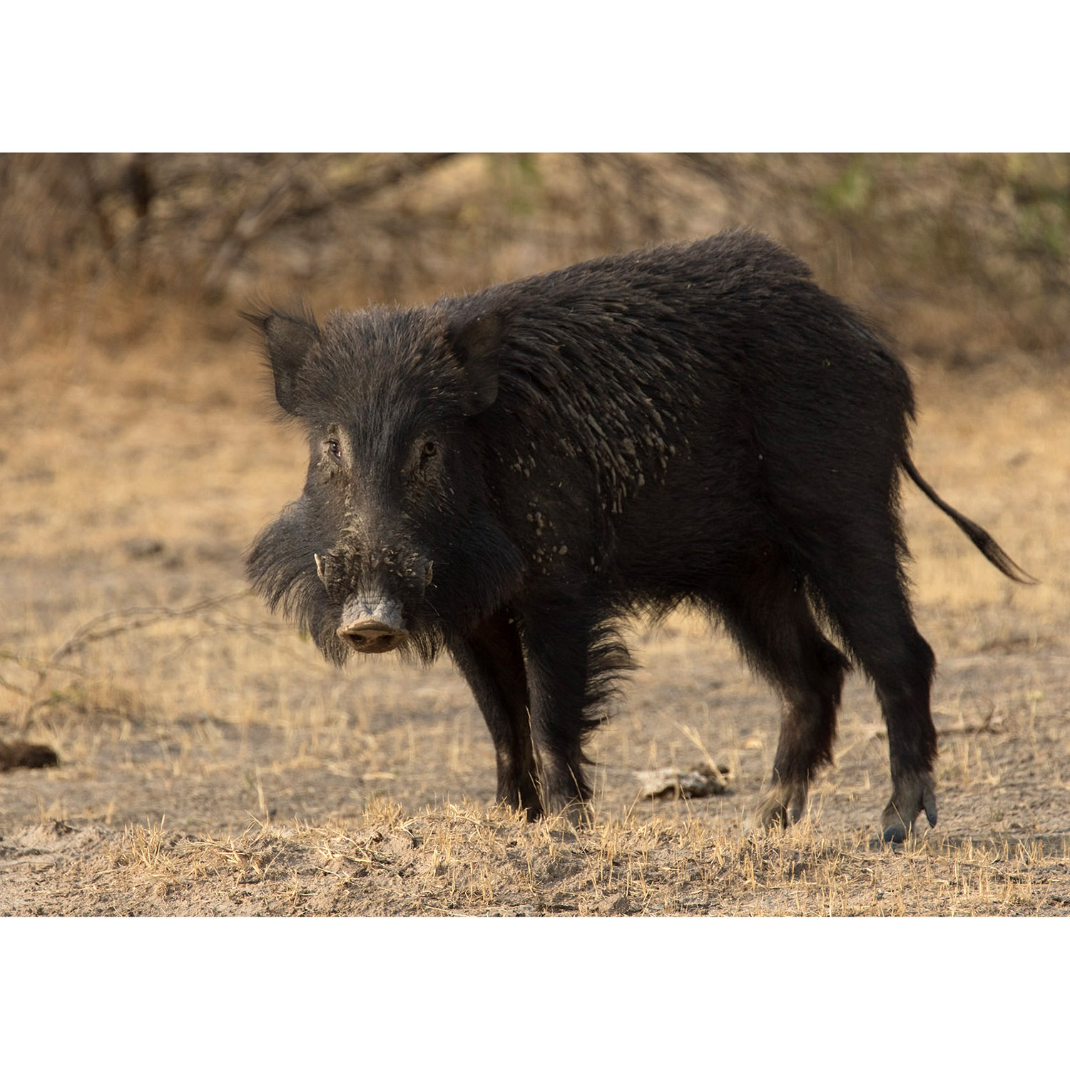 Sus scrofa Фото №6