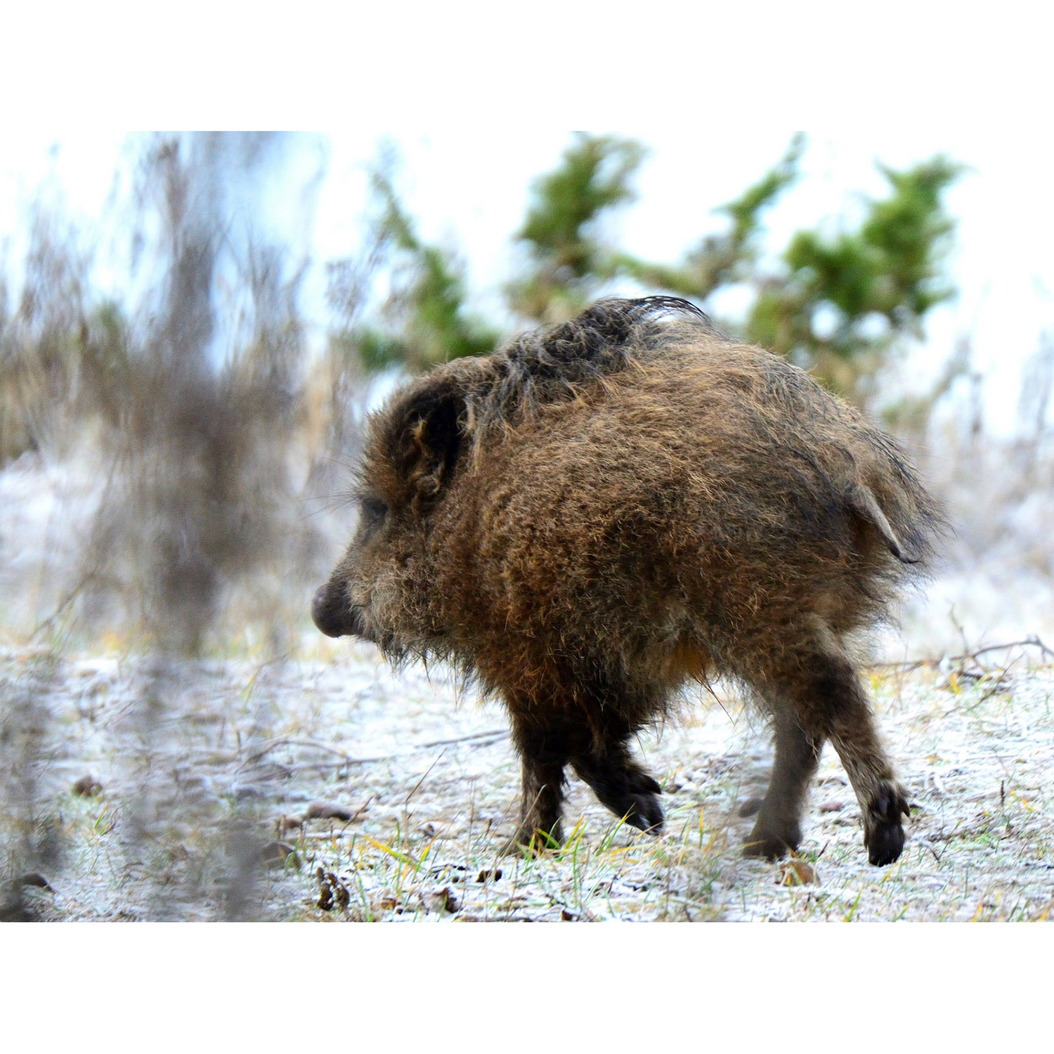 Sus scrofa Фото №7