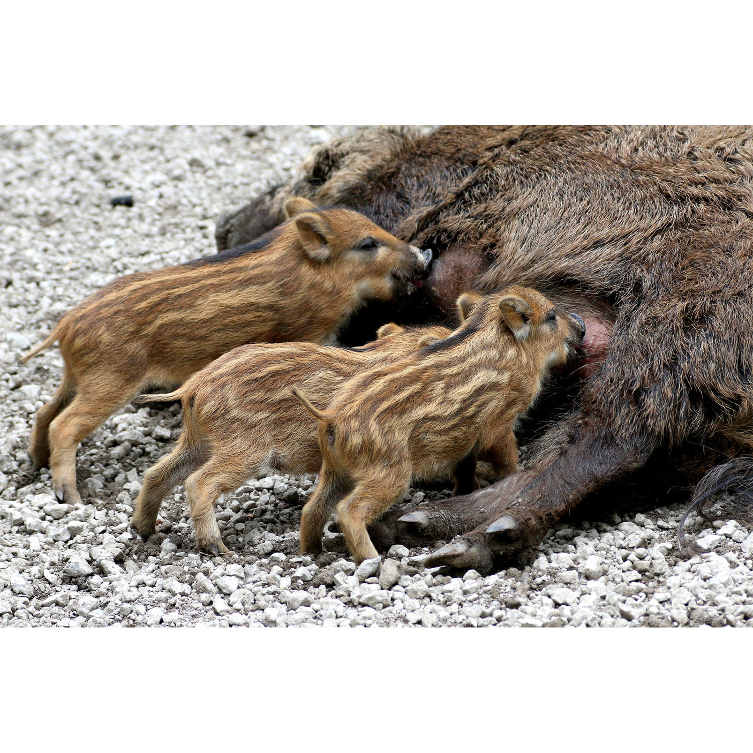 Sus scrofa Фото №8