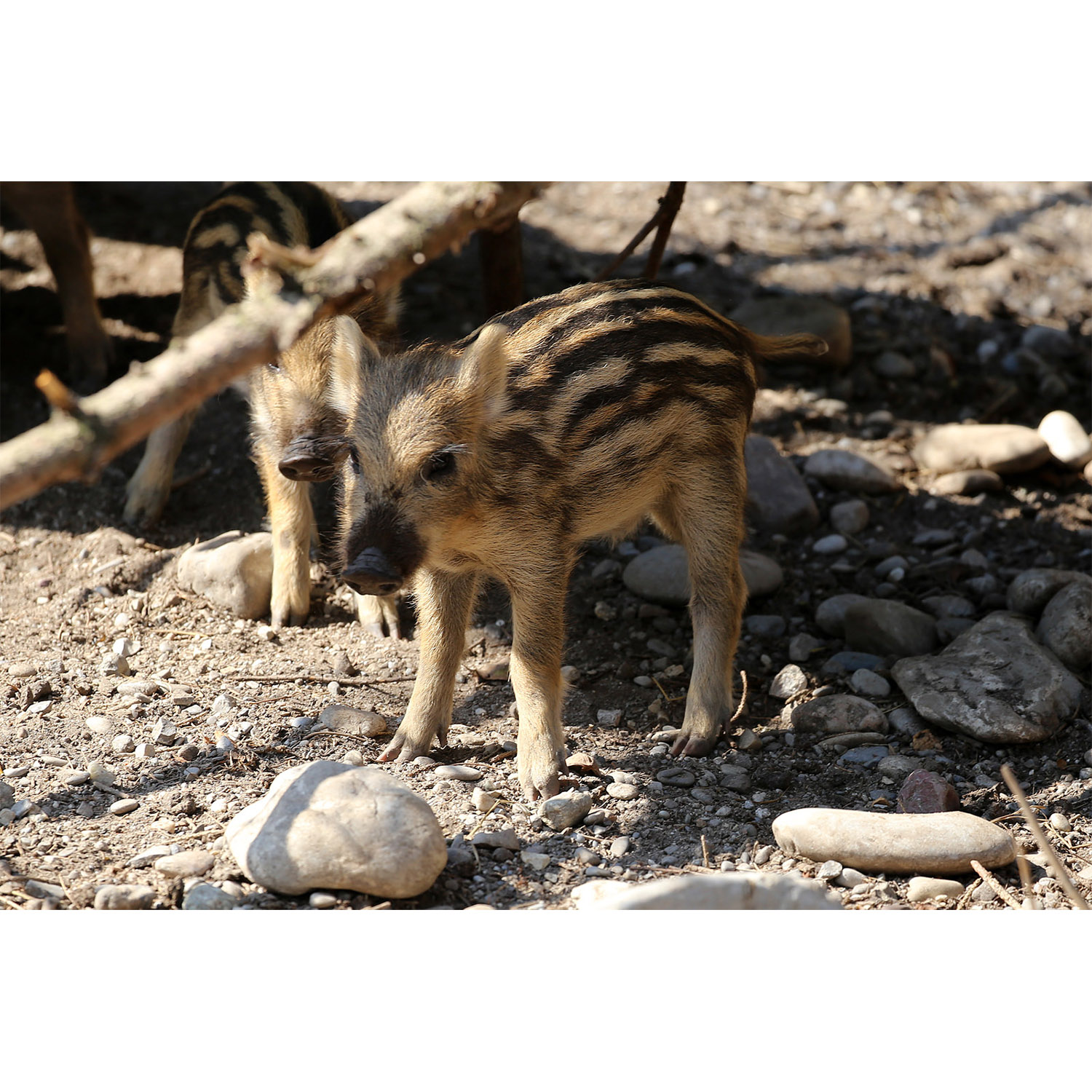 Sus scrofa Фото №9