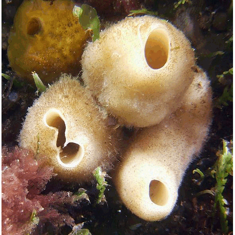 Семейство Sycettidae  фото