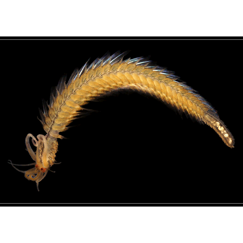 Семейство Syllidae фото