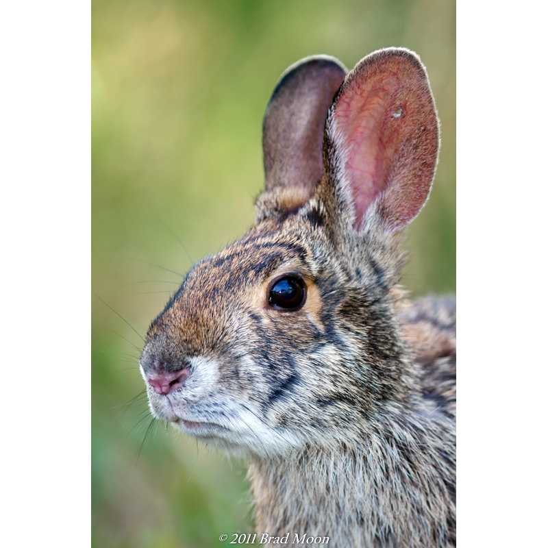 Водяной кролик (Sylvilagus aquaticus) Фото №10