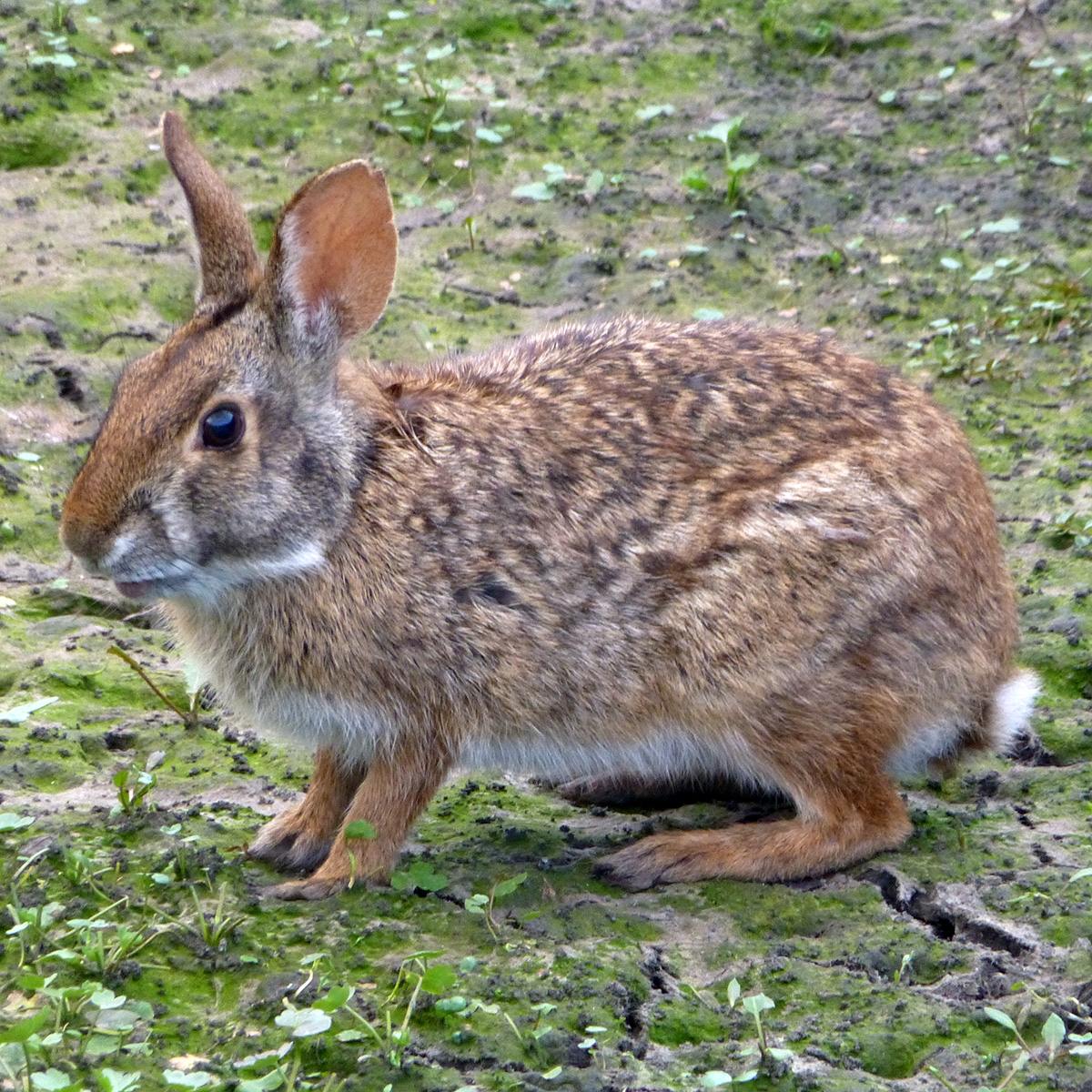 Водяной кролик (Sylvilagus aquaticus) Фото №2