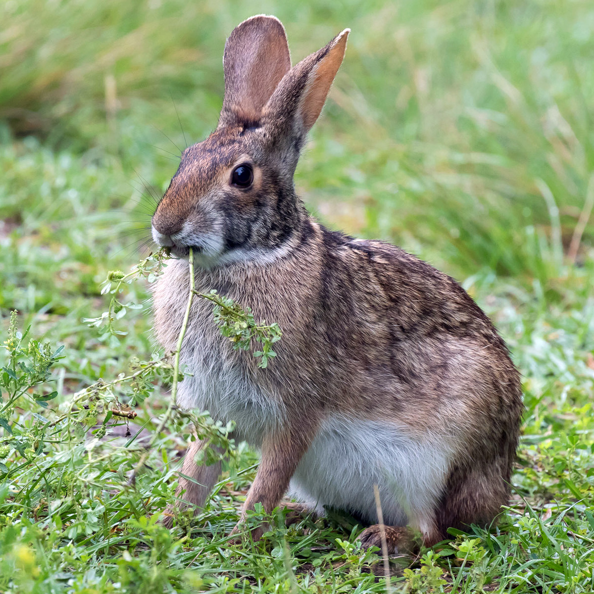 Водяной кролик (Sylvilagus aquaticus) Фото №4