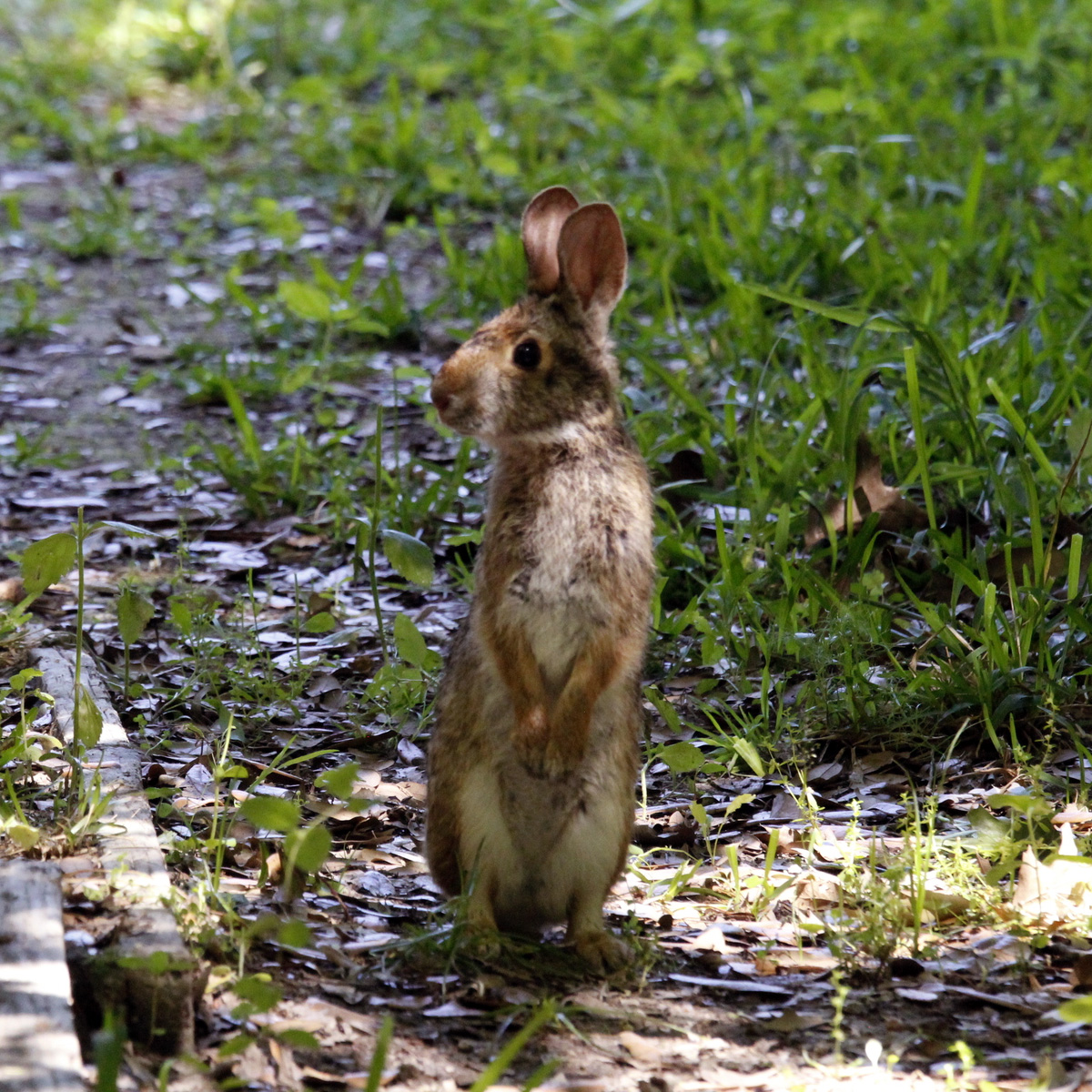 Водяной кролик (Sylvilagus aquaticus) Фото №5