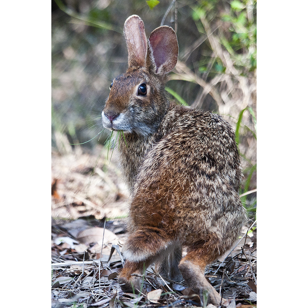 Водяной кролик (Sylvilagus aquaticus) Фото №6