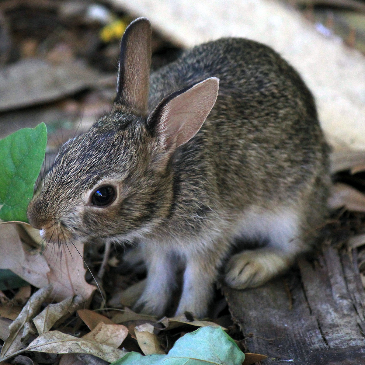 Водяной кролик (Sylvilagus aquaticus) Фото №8