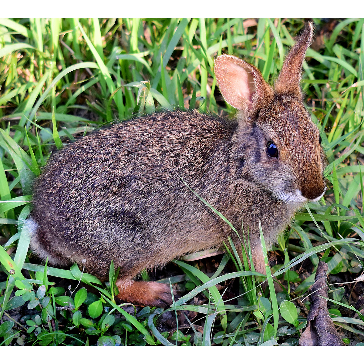 Водяной кролик (Sylvilagus aquaticus) Фото №9