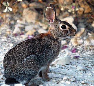 Sylvilagus aquaticus aquaticus