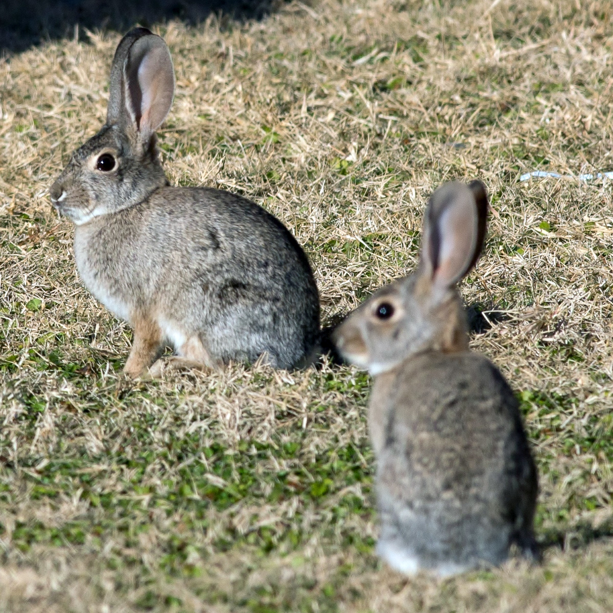 Степной кролик (Sylvilagus audubonii) Фото №7