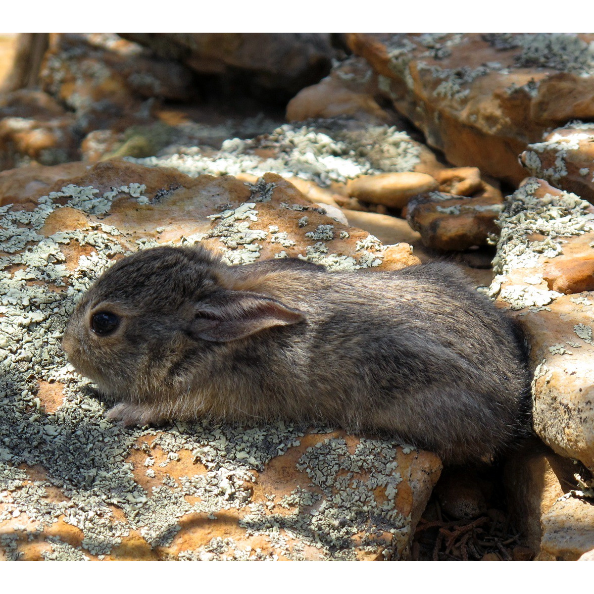 Степной кролик (Sylvilagus audubonii) Фото №8