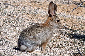 Sylvilagus audubonii arizonae