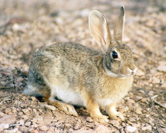 Sylvilagus audubonii minor