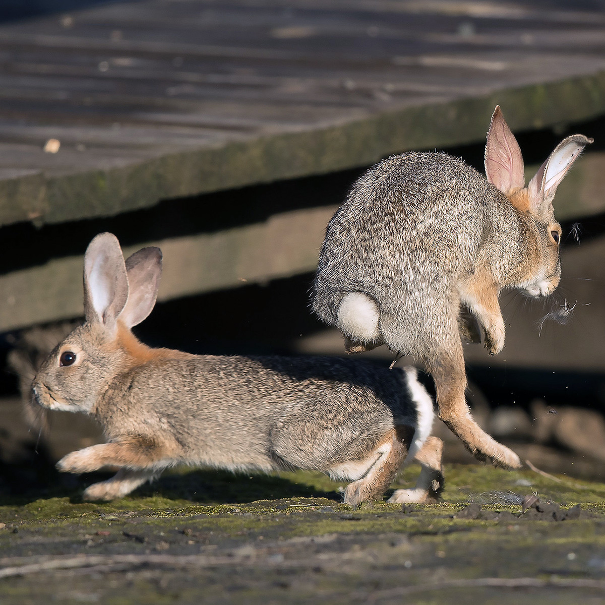 Калифорнийский кролик (Sylvilagus bachmani) Фото №7