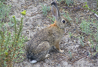 Sylvilagus bachmani cinerascens