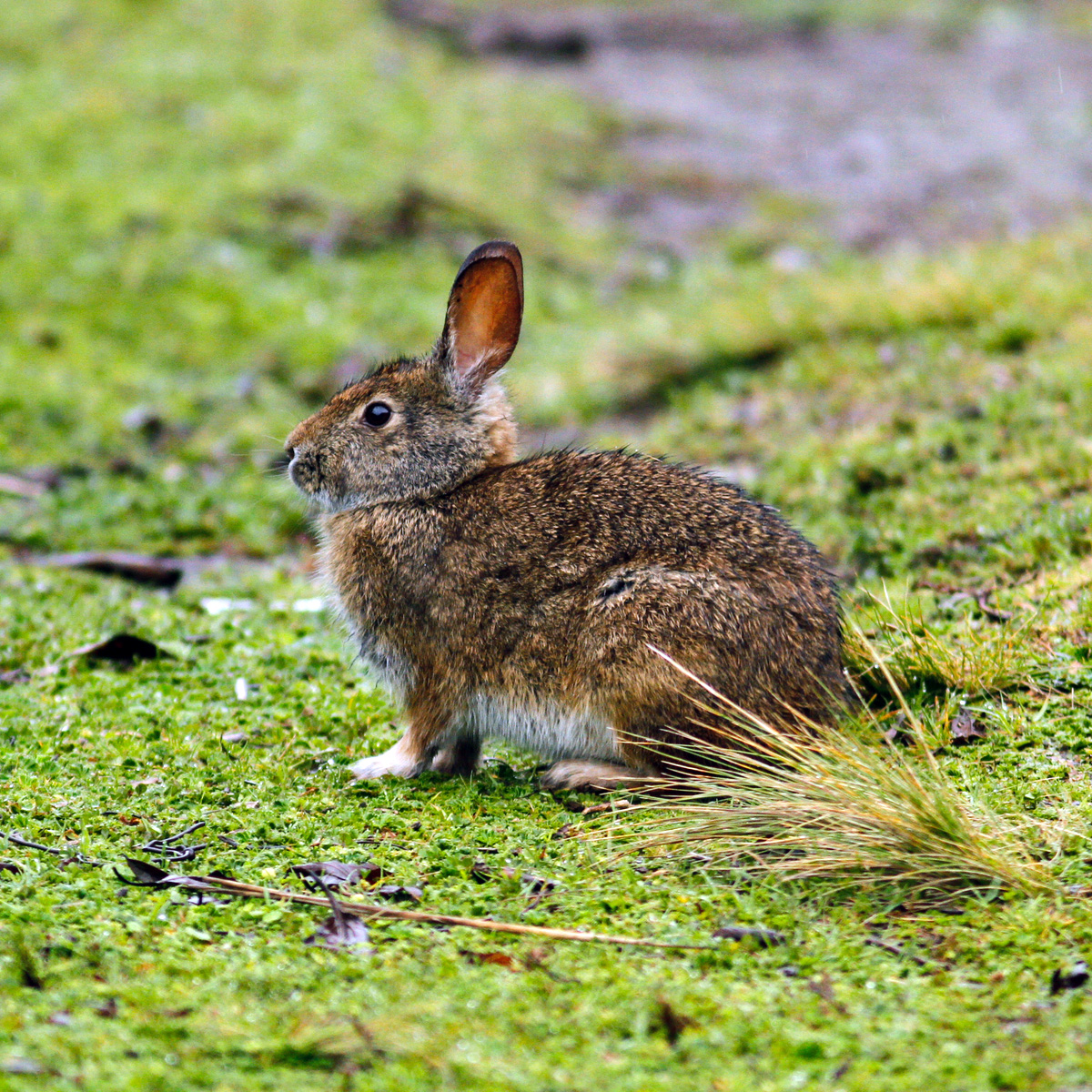 Бразильский кролик (Sylvilagus brasiliensis) Фото №2