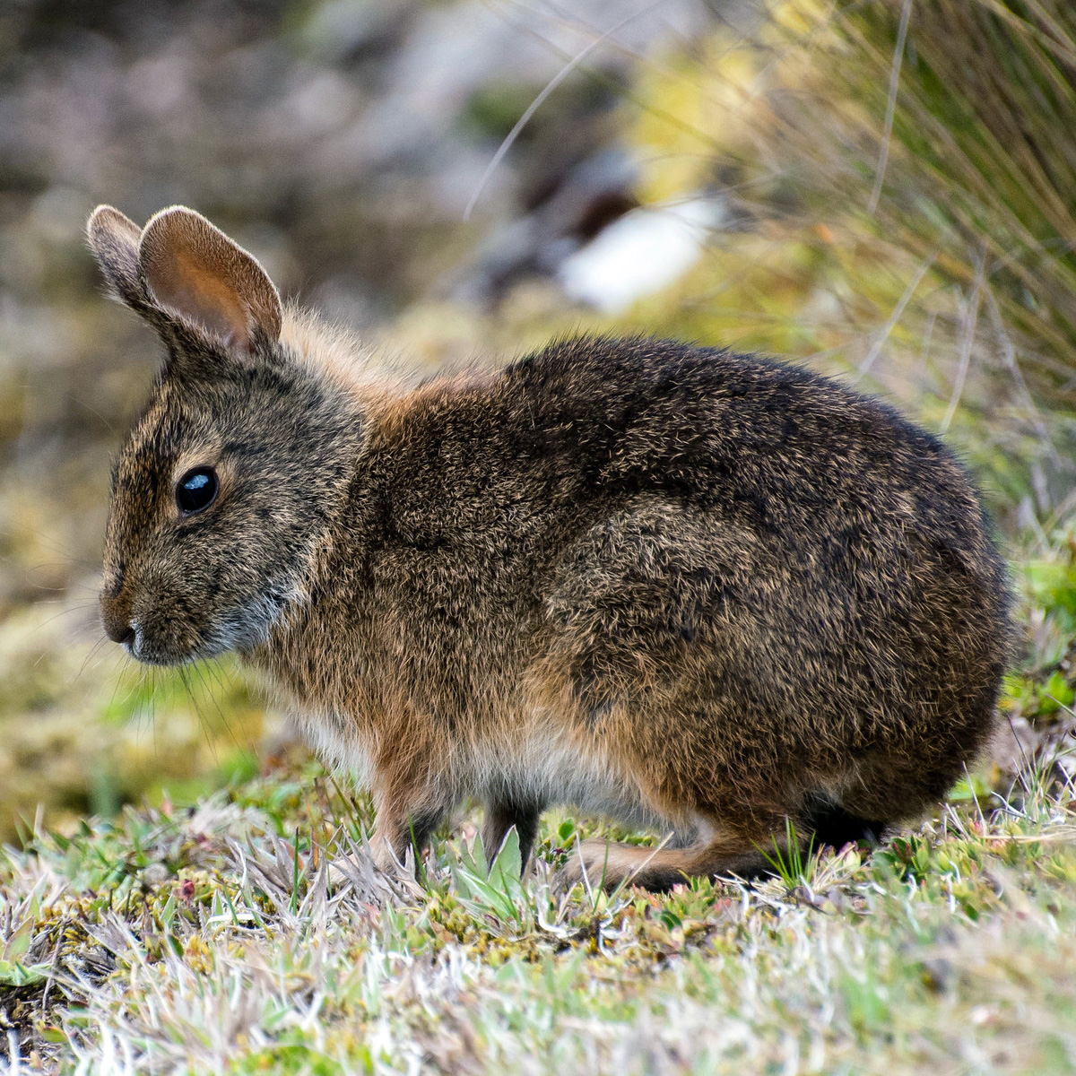 Бразильский кролик (Sylvilagus brasiliensis) Фото №4