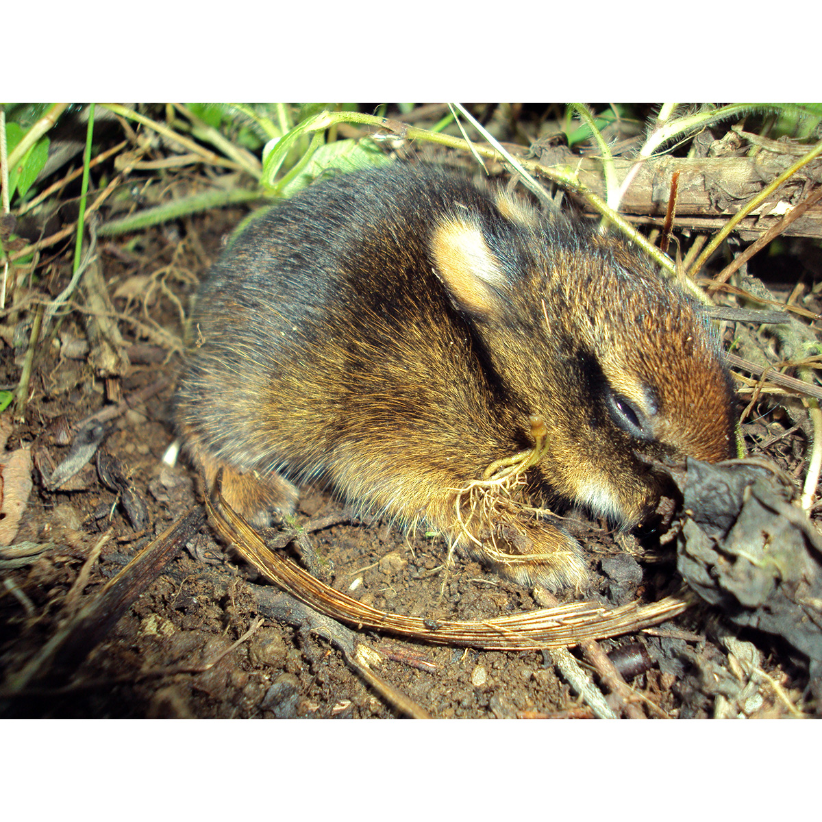 Бразильский кролик (Sylvilagus brasiliensis) Фото №7