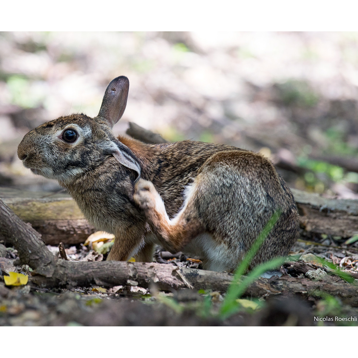 Бразильский кролик (Sylvilagus brasiliensis) Фото №9