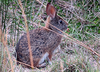 Sylvilagus brasiliensis andinus