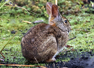 Sylvilagus brasiliensis apollinaris