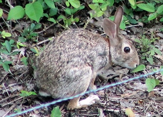 Sylvilagus brasiliensis gabbi