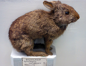 Sylvilagus brasiliensis meridensis
