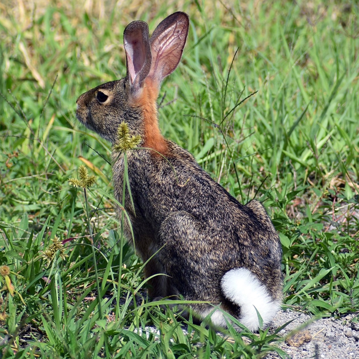 Мексиканский кролик (Sylvilagus cunicularius) Фото №6