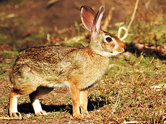 Sylvilagus cunicularius insolitus