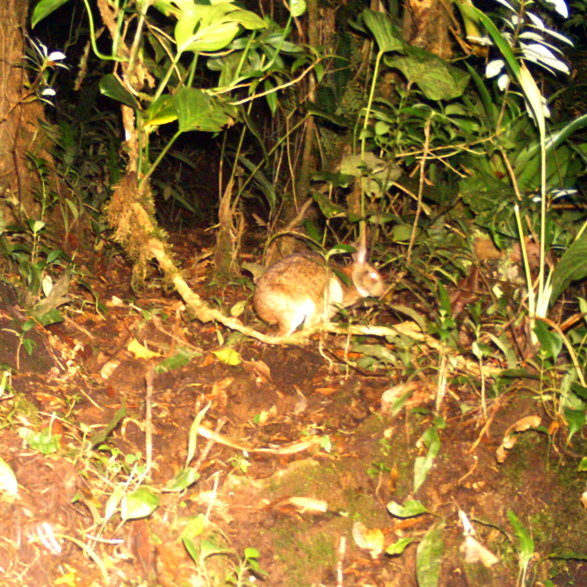 Dice's Cottontail (Sylvilagus dicei) Фото №2