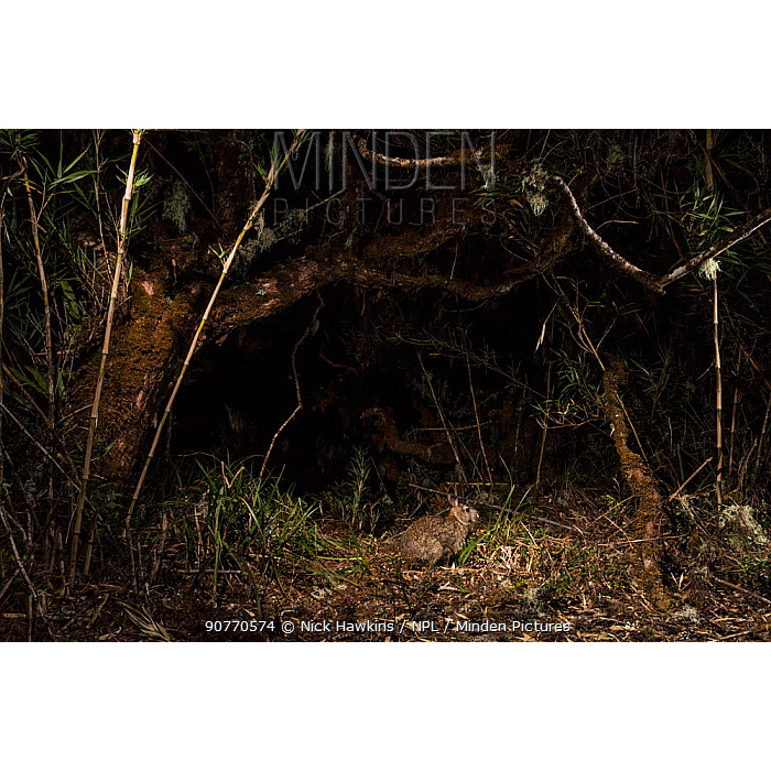 Dice's Cottontail (Sylvilagus dicei) Фото №3