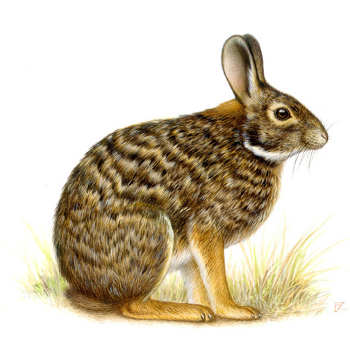 Dice's Cottontail (Sylvilagus dicei) Фото №4
