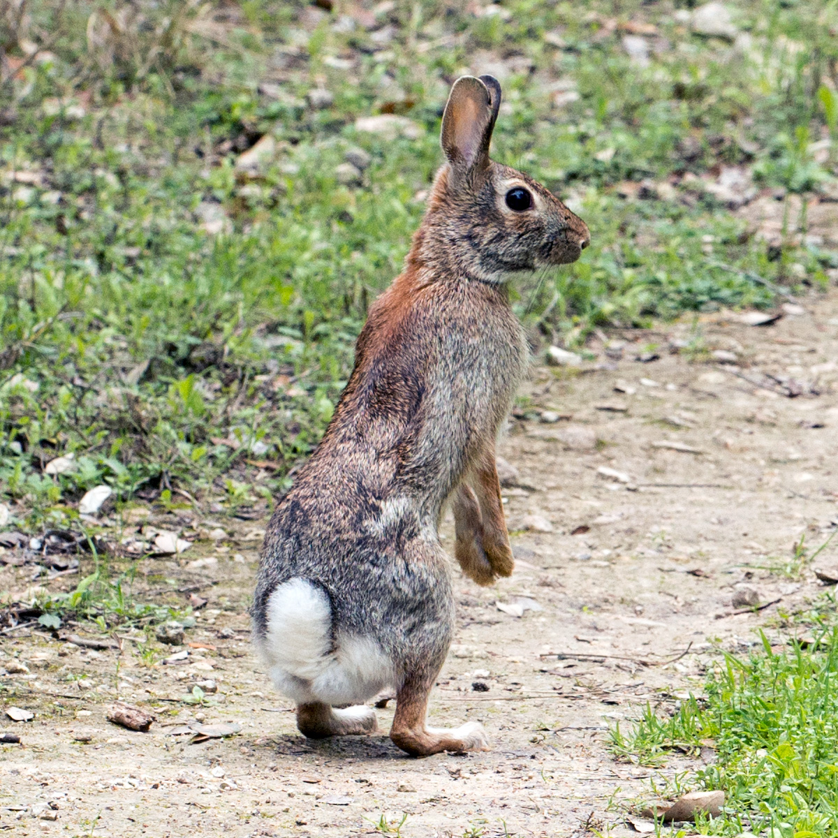 Флоридский кролик (Sylvilagus floridanus) Фото №6
